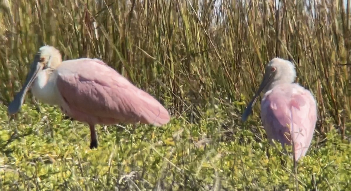 Roseate Spoonbill - ML611163377