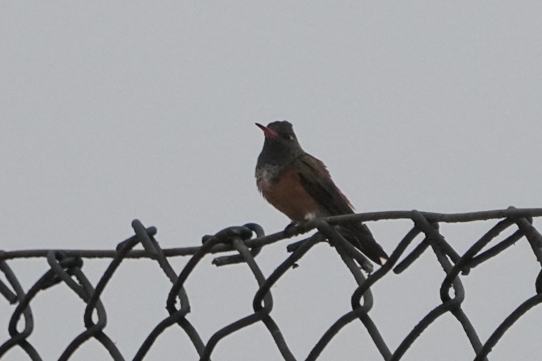 Amazilia Hummingbird - ML611163379