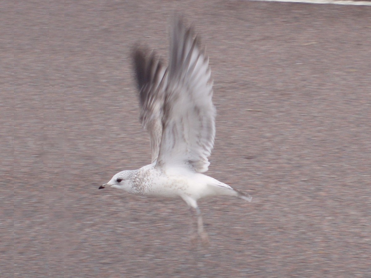 Common Gull (European) - Toni Mulet