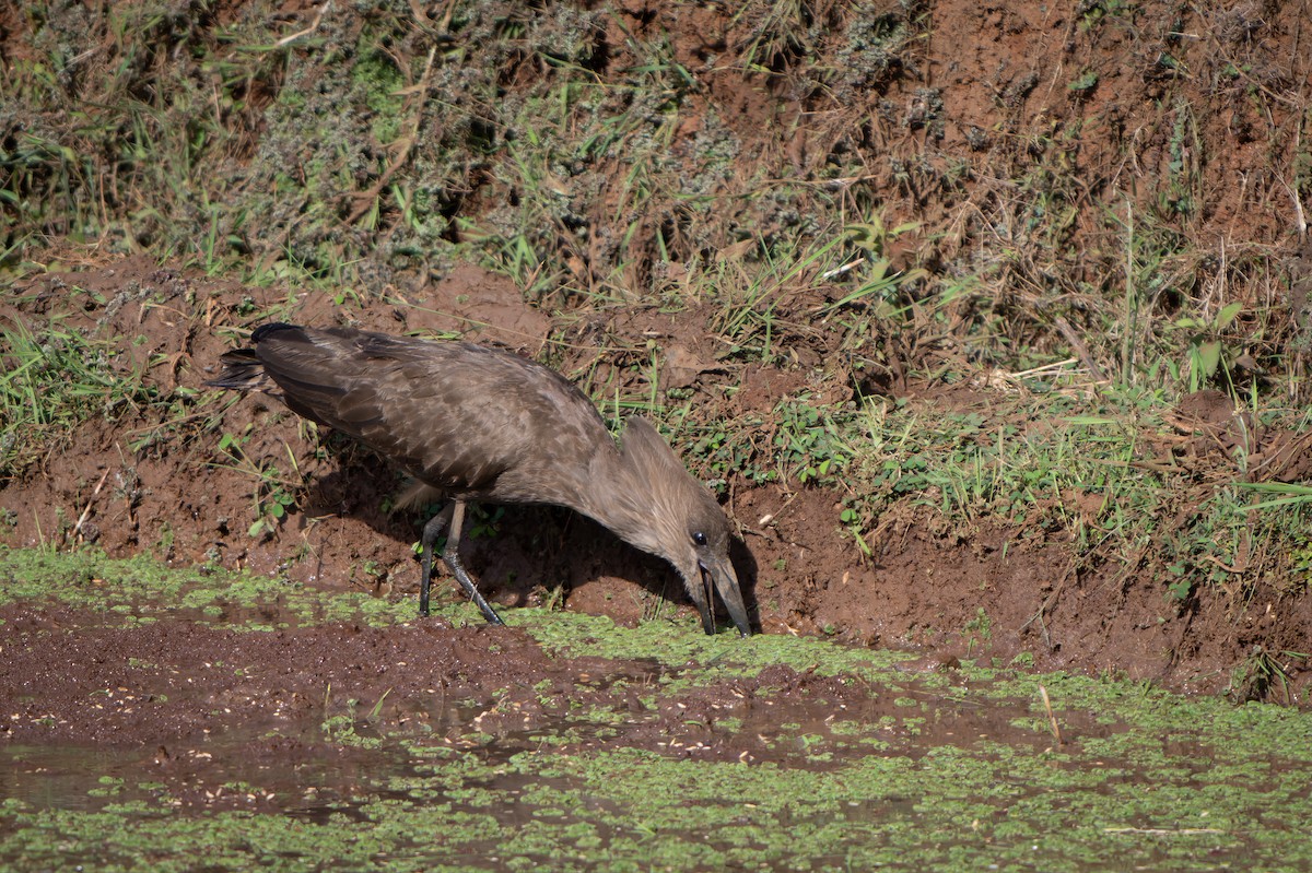 Hamerkop - Graham Gerdeman