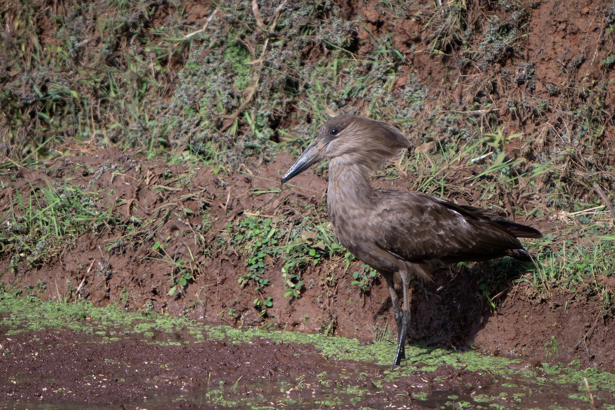 Hamerkop - Graham Gerdeman