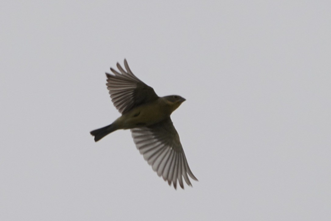 Grassland Yellow-Finch - ML611163446