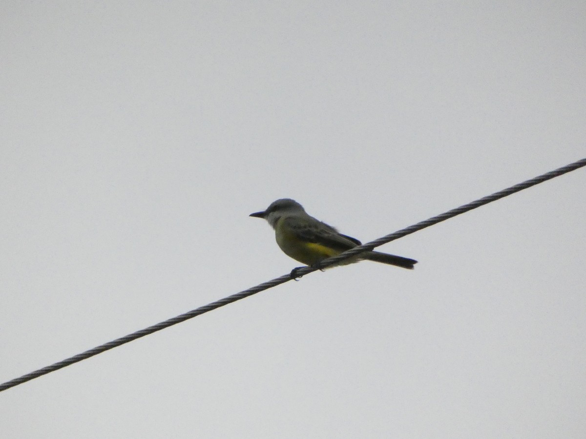 Tropical Kingbird - ML611163487