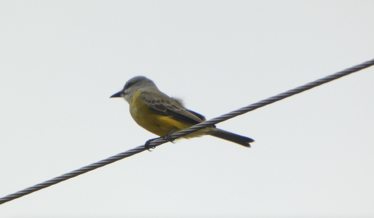 Tropical Kingbird - ML611163492