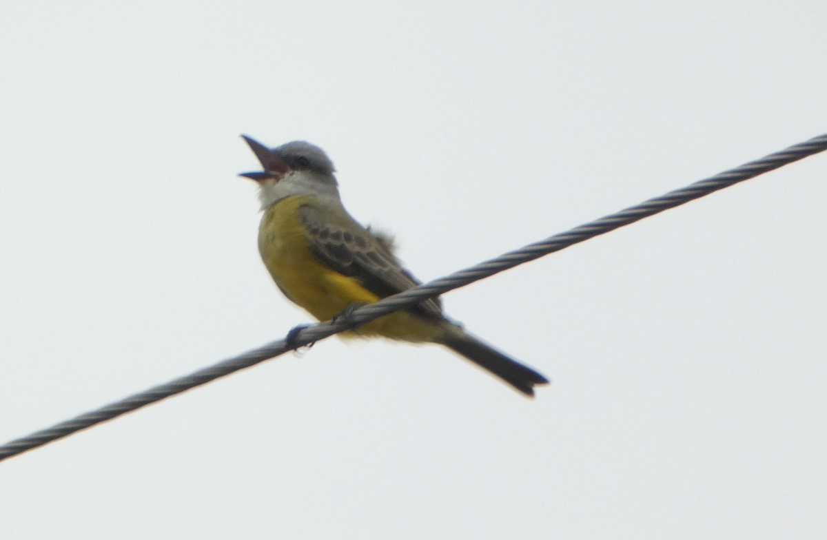 Tropical Kingbird - Kevin Hayes