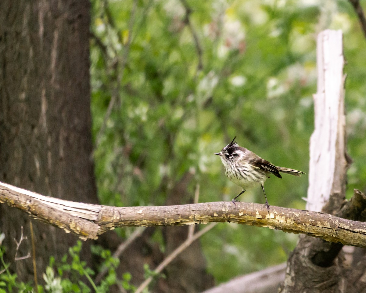 Tufted Tit-Tyrant - ML611163541