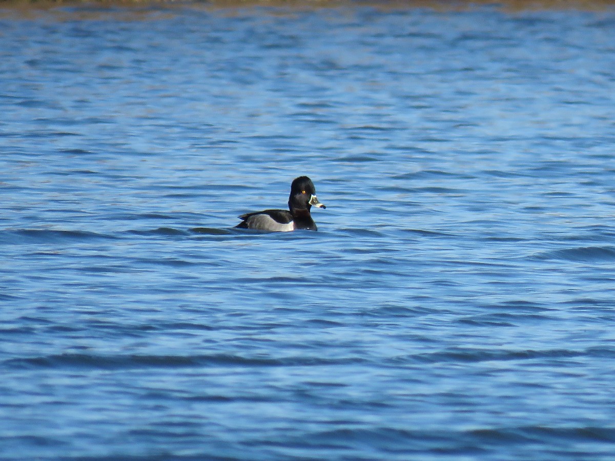 Ring-necked Duck - ML611163575