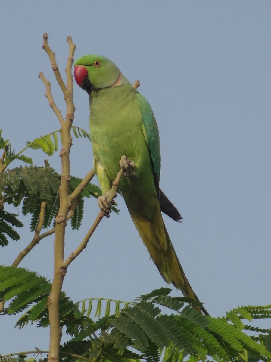 Rose-ringed Parakeet - ML611163671