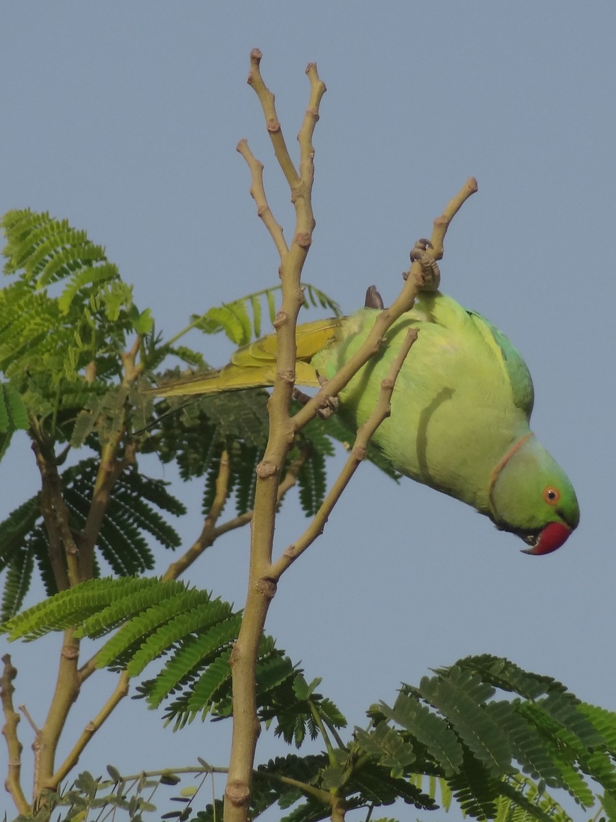 Rose-ringed Parakeet - Guy RUFRAY