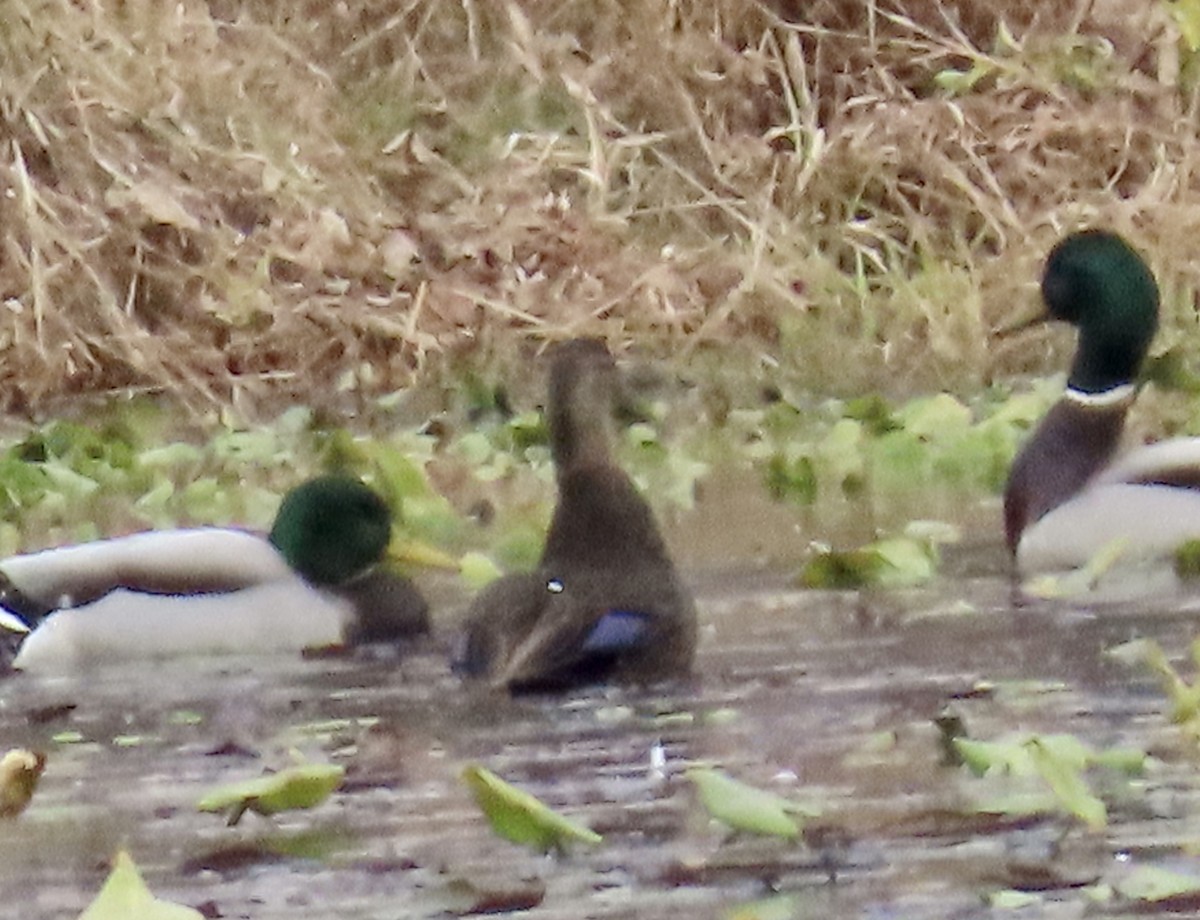 American Black Duck - Laura Harris