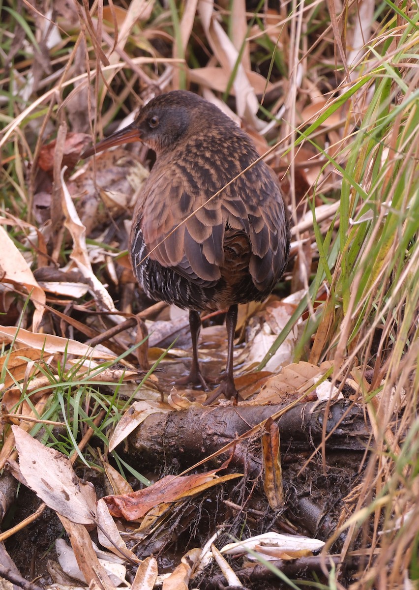 Virginia Rail - ML611163762