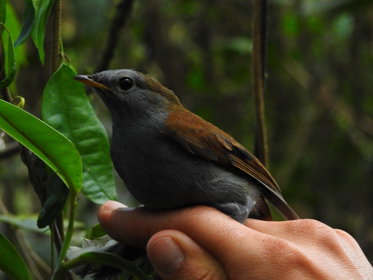 Andean Solitaire - Edier Rojas parra