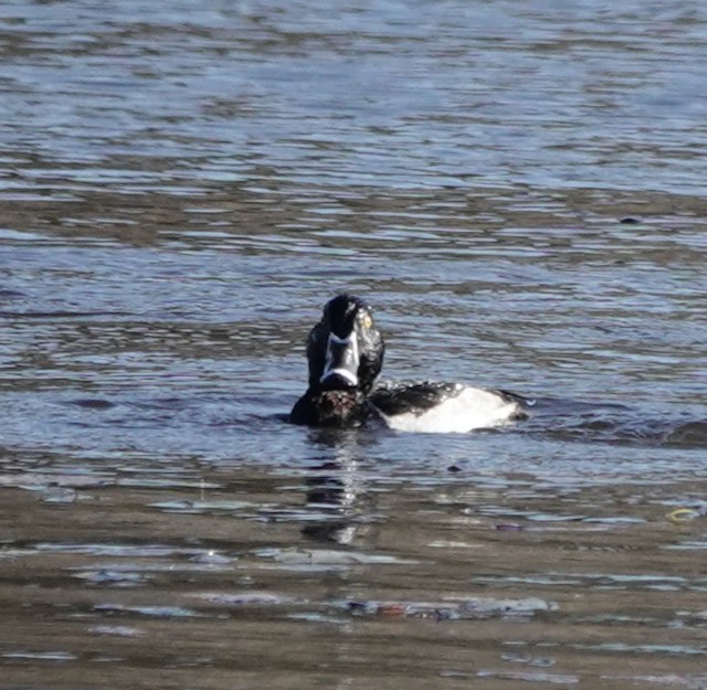 Ring-necked Duck - ML611163843
