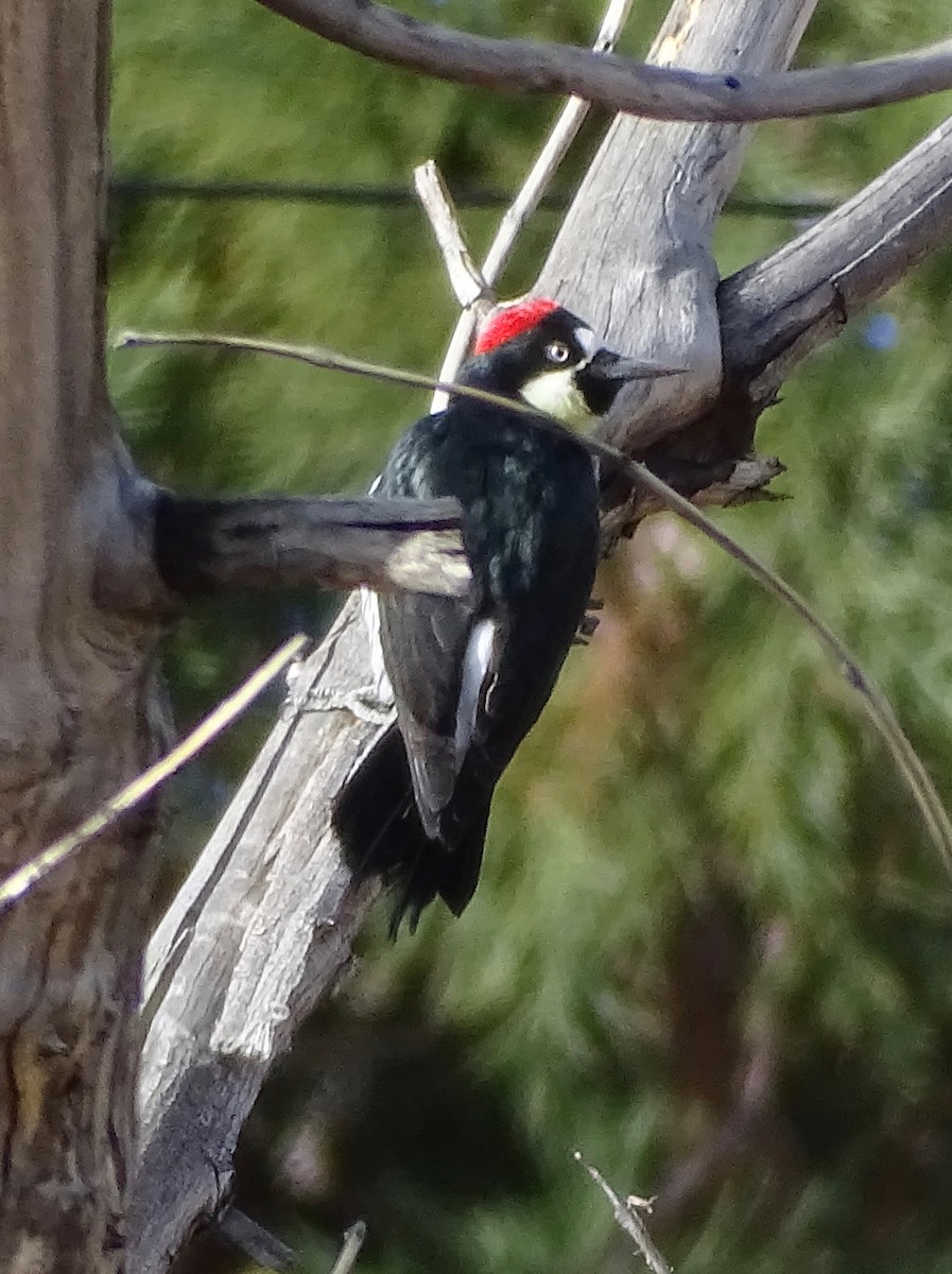 Acorn Woodpecker - ML611163847