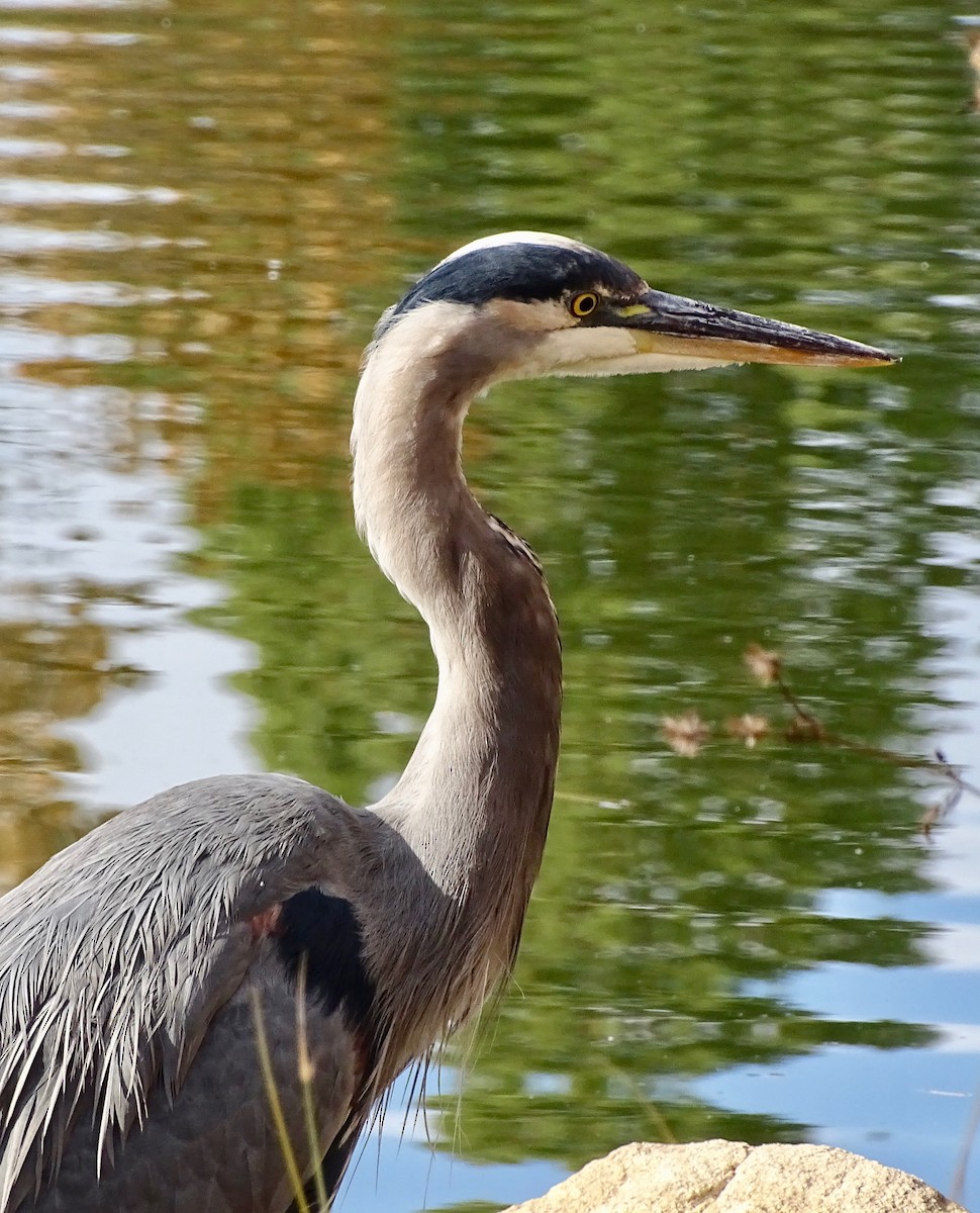 Great Blue Heron - ML611163852