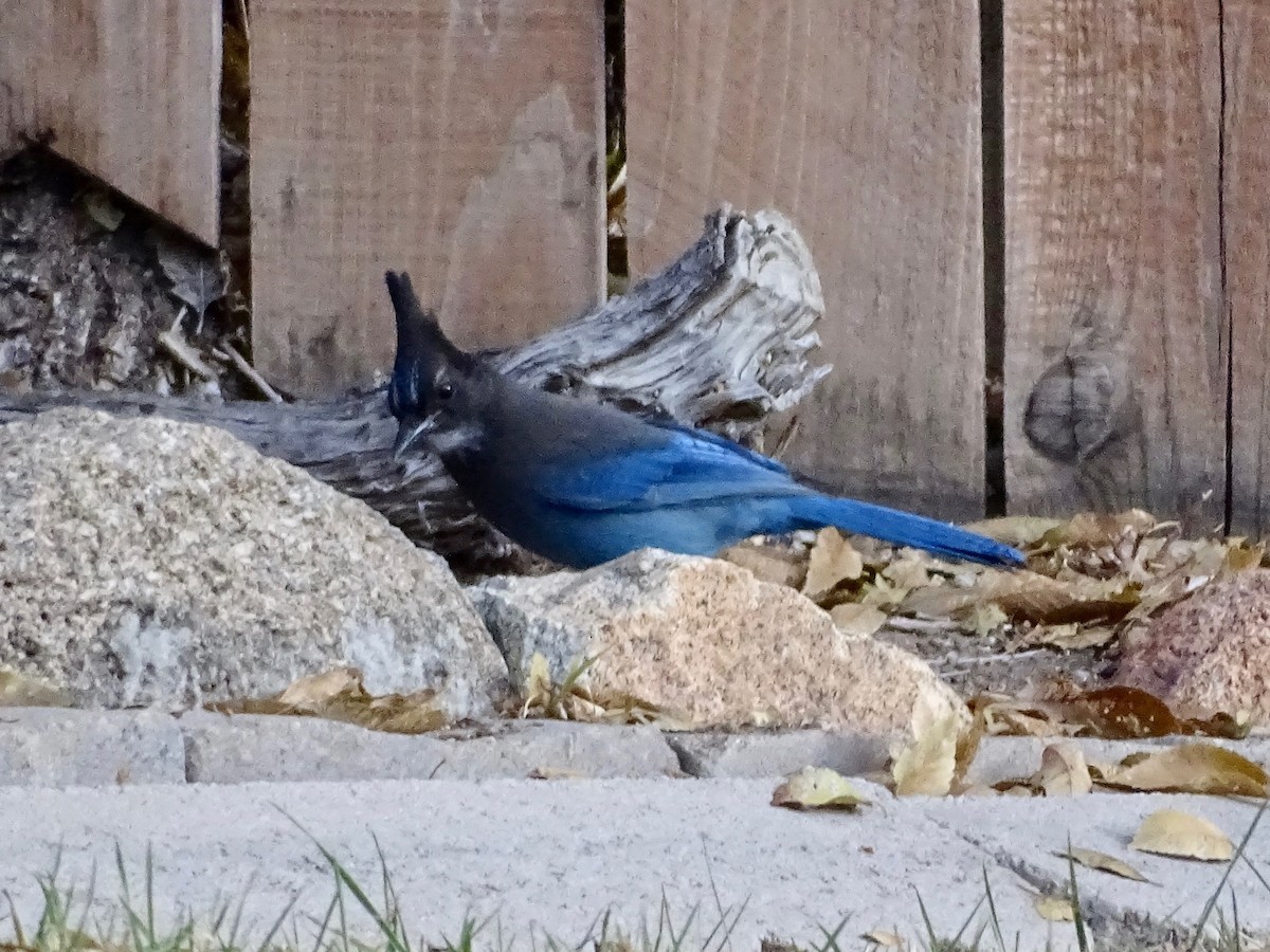 Steller's Jay - ML611163859