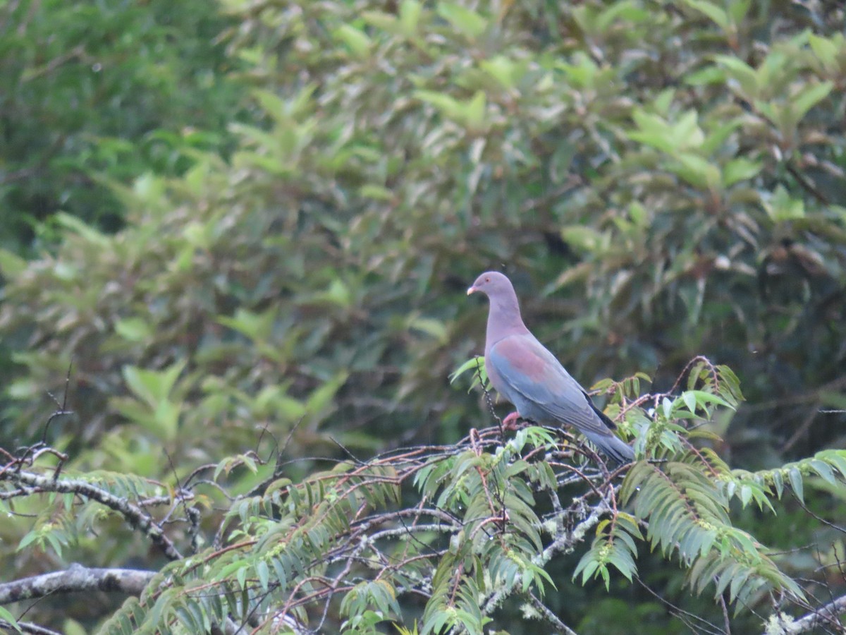 Red-billed Pigeon - ML611163961