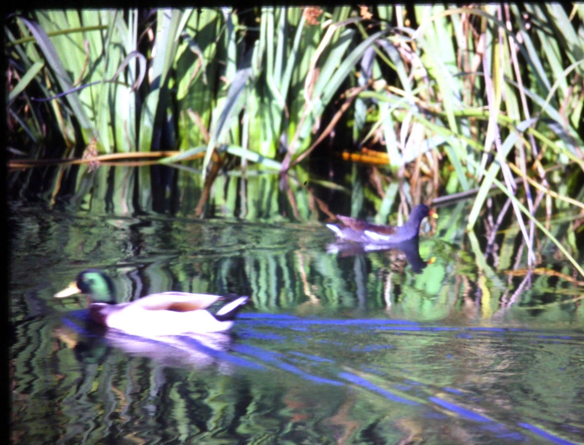 Common Gallinule - ML611163987