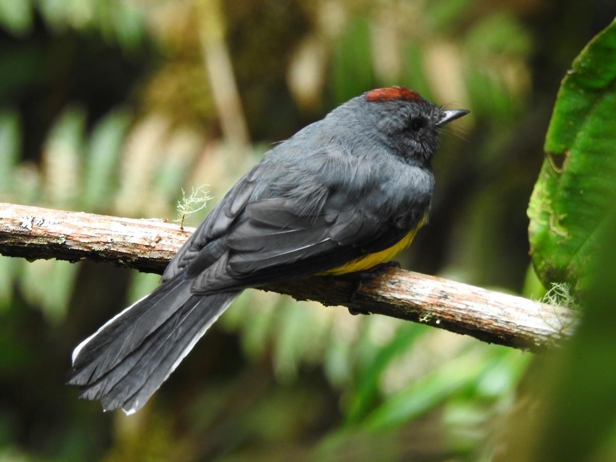 Slate-throated Redstart - ML611164002