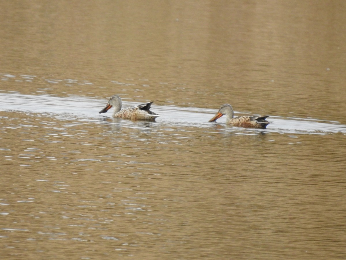 Northern Shoveler - ML611164181