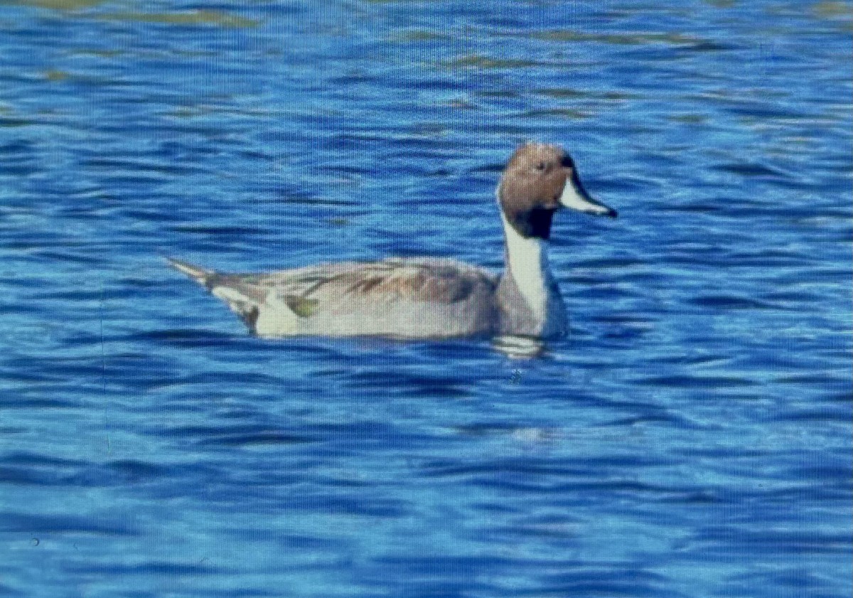Northern Pintail - Dean Silvers