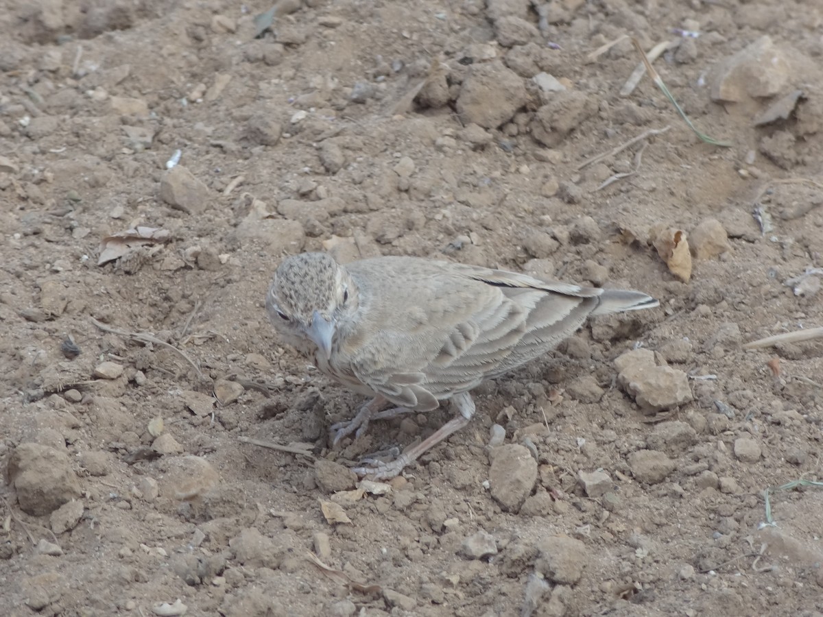 Black-crowned Sparrow-Lark - Guy RUFRAY