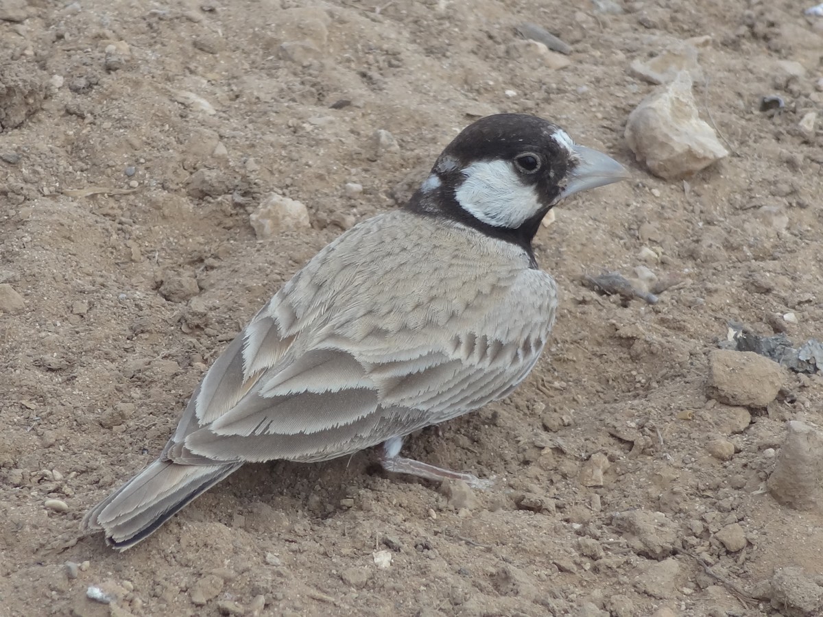 Black-crowned Sparrow-Lark - Guy RUFRAY