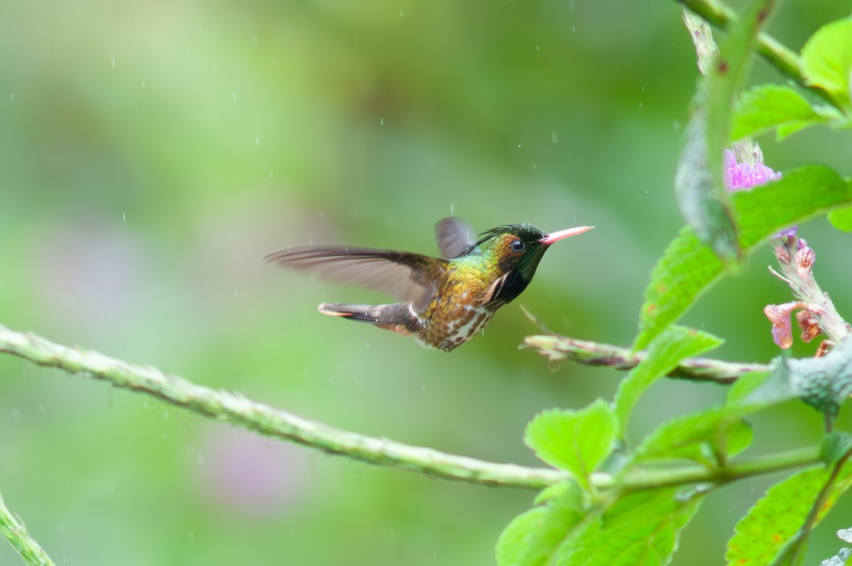 Black-crested Coquette - ML611164216