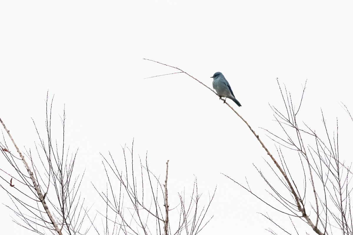 Mountain Bluebird - ML611164252