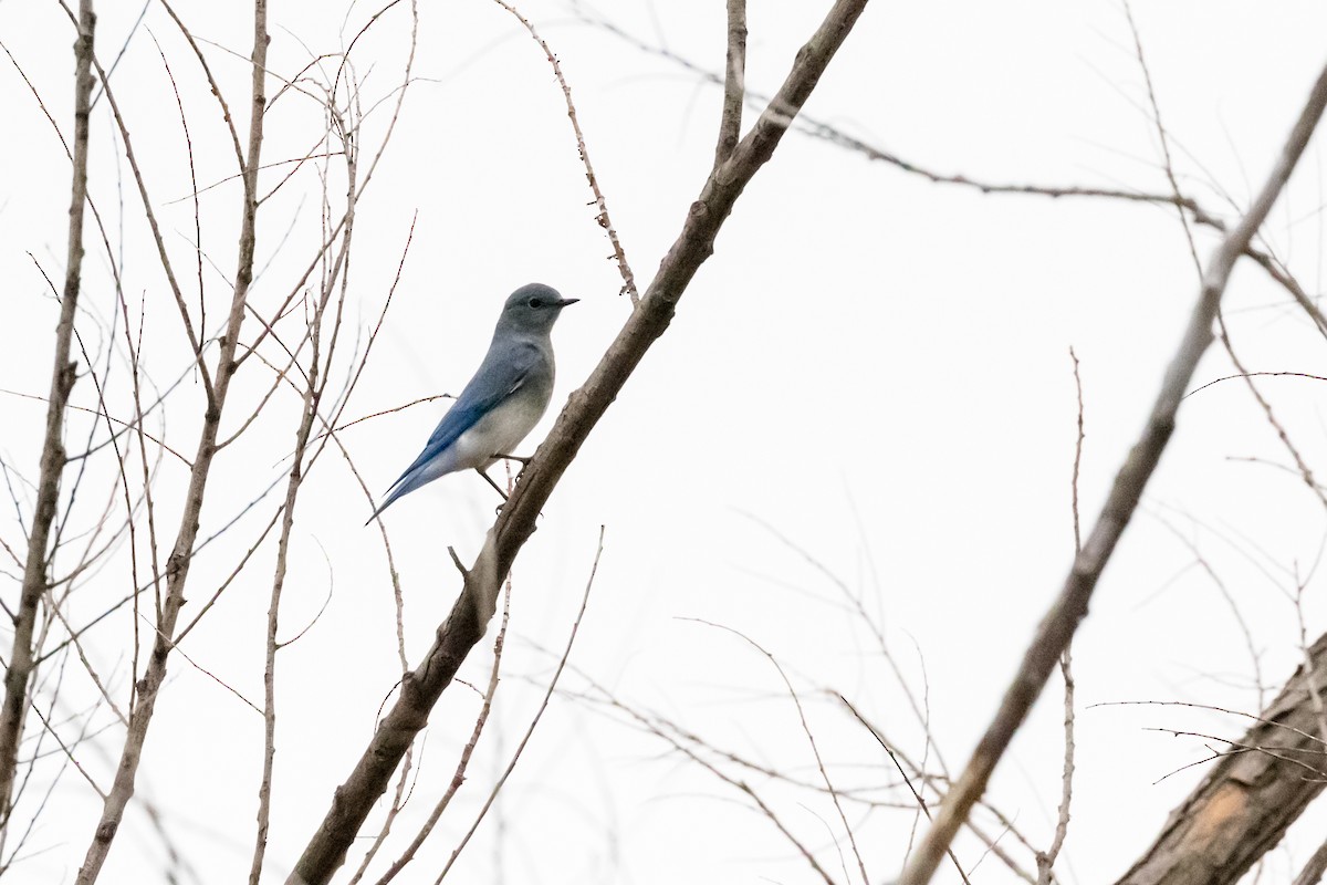 Mountain Bluebird - Damian Martinez