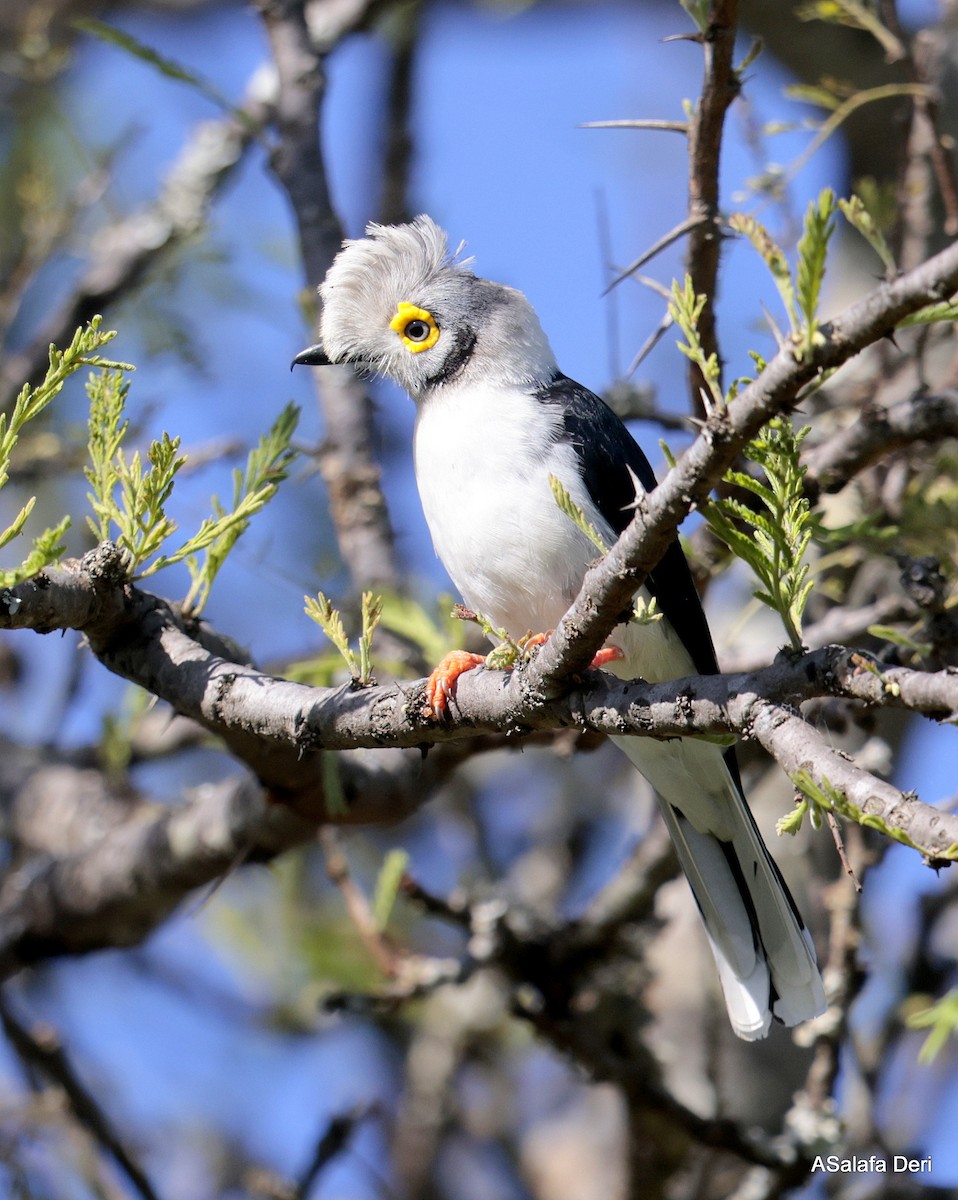 White Helmetshrike (Yellow-eyed) - ML611164297