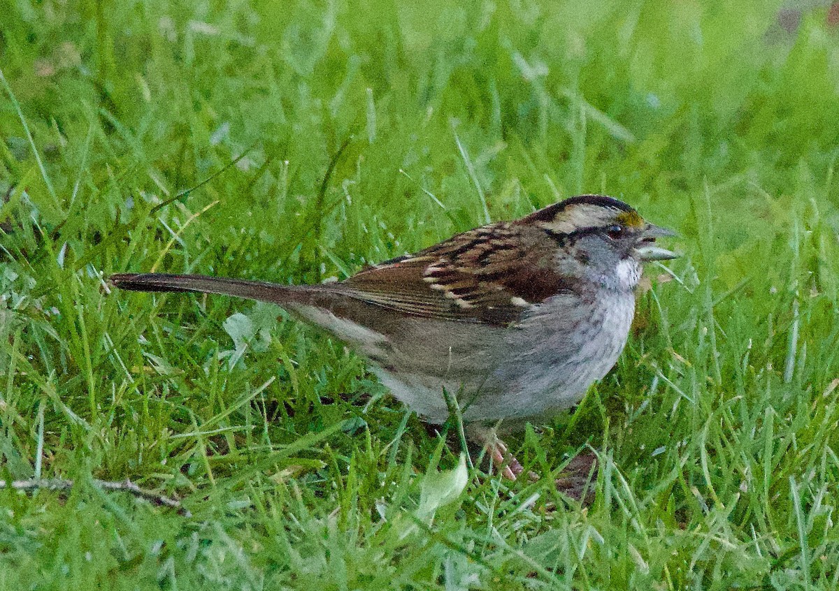 White-throated Sparrow - Michael Yellin