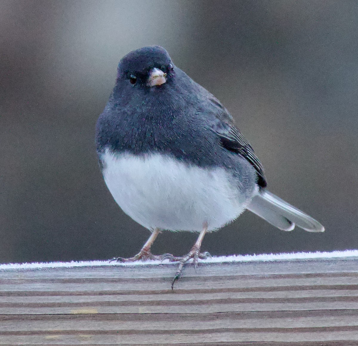 Dark-eyed Junco - ML611164308