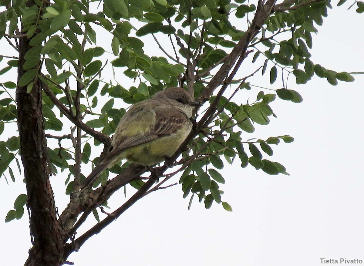 Chapada Flycatcher - ML611164309