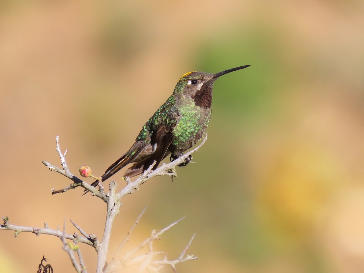 Bronze-tailed Comet - ML611164312