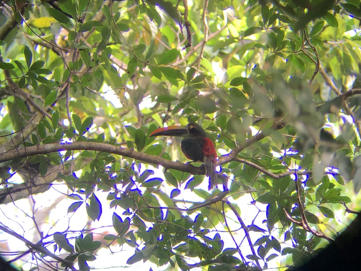 Fiery-billed Aracari - ML611164314