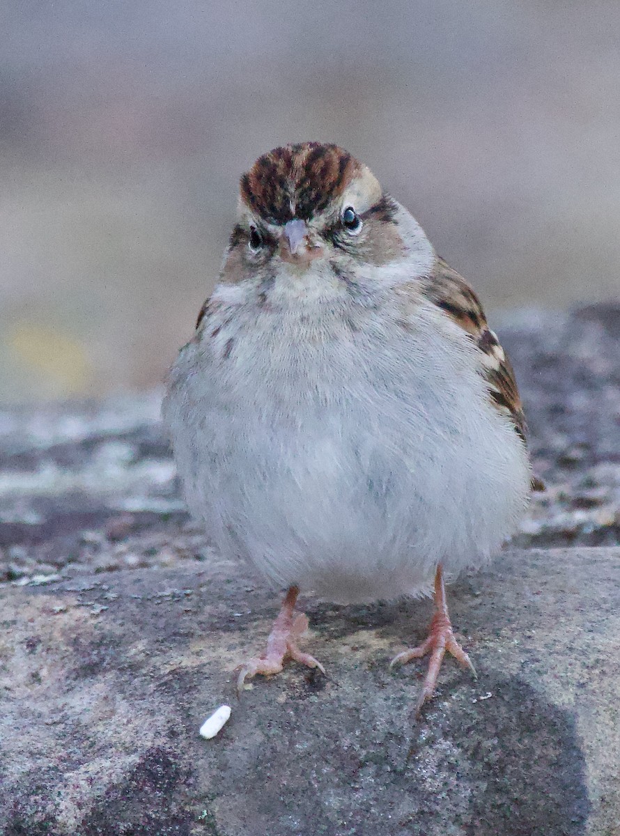 Chipping Sparrow - ML611164353