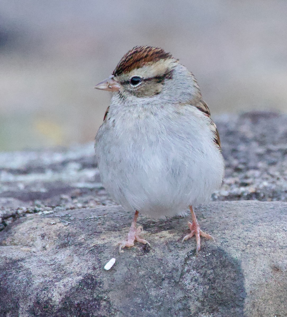 Chipping Sparrow - ML611164355