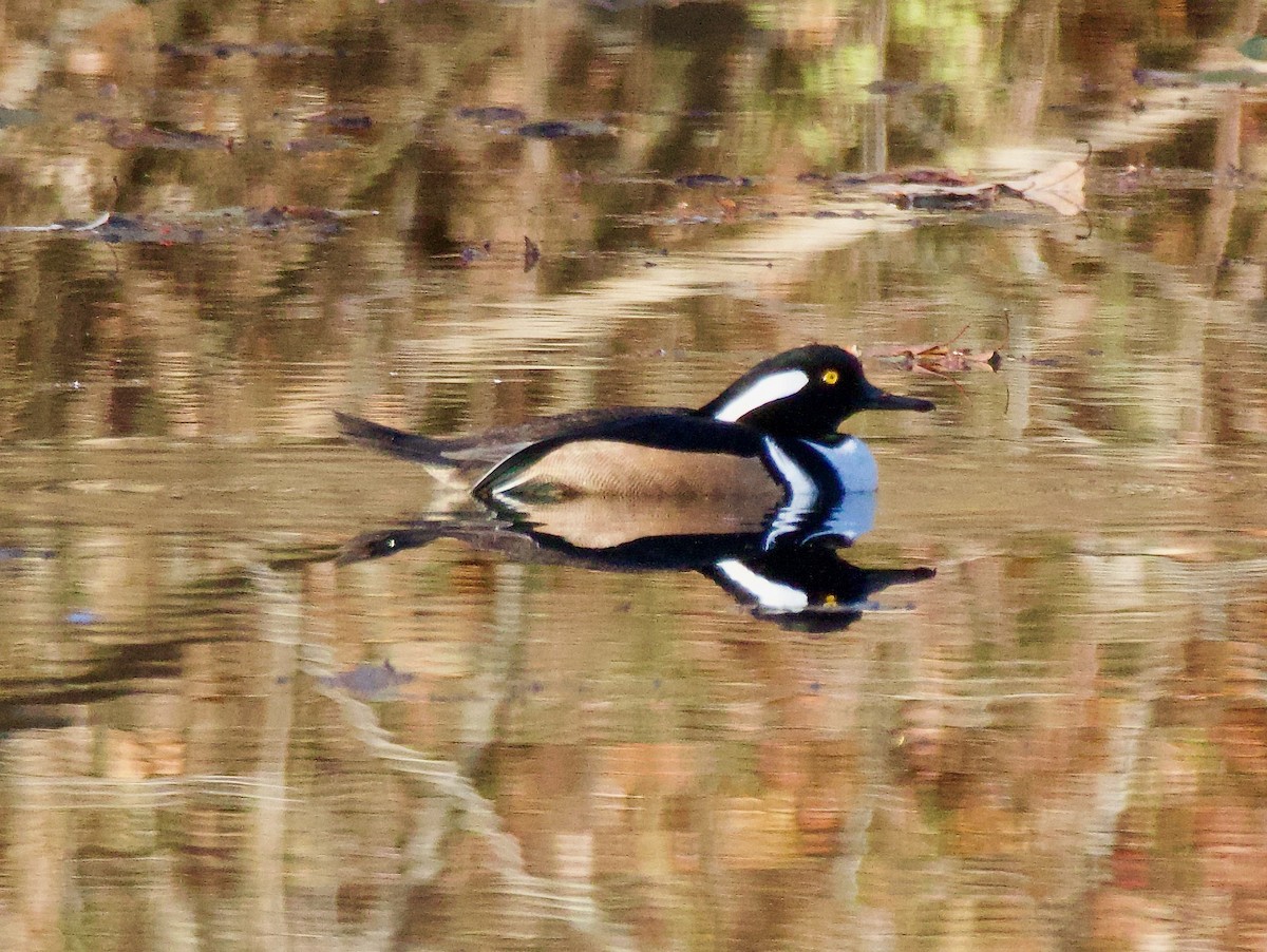 Hooded Merganser - ML611164371