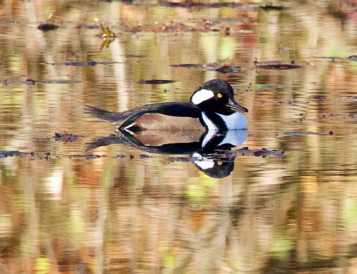 Hooded Merganser - ML611164376