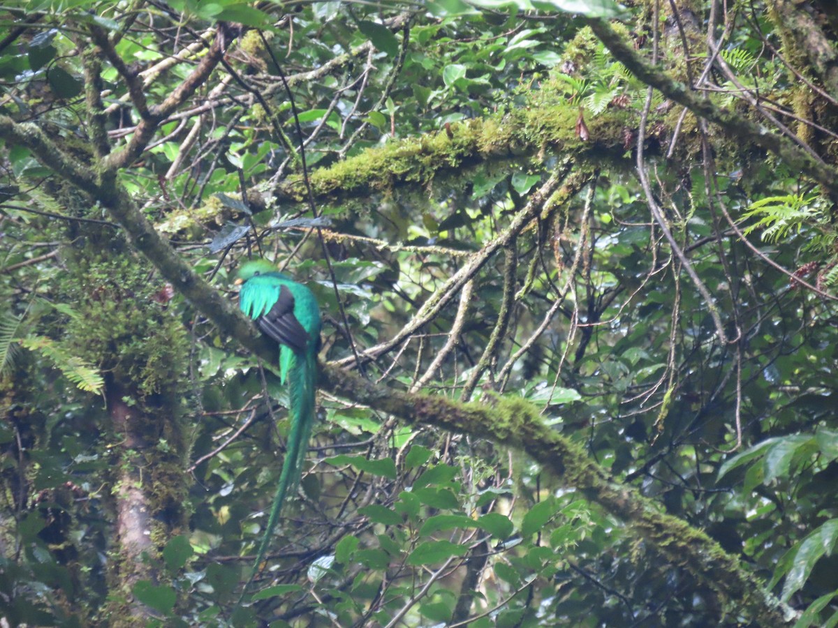 Resplendent Quetzal - ML611164386