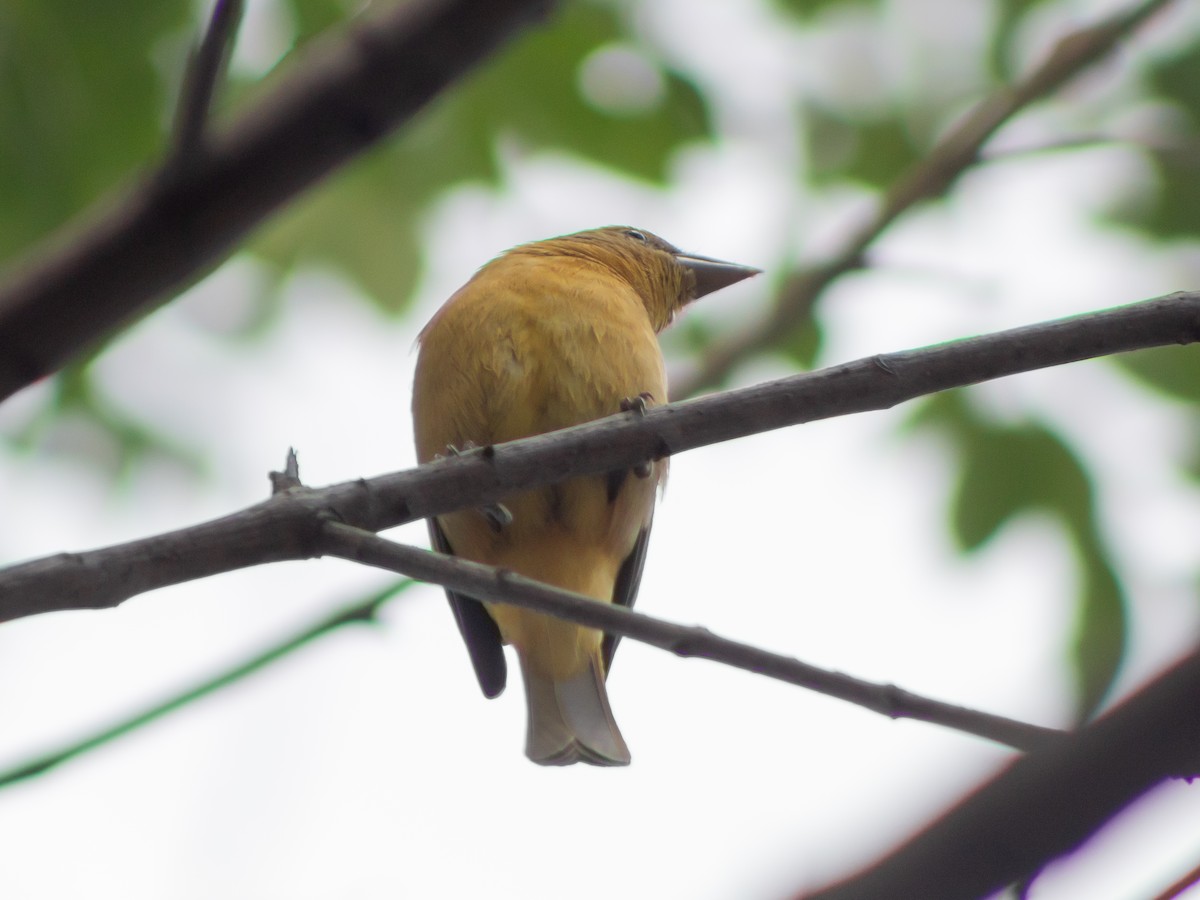 Summer Tanager - Alvaro Rojas 𝙌𝙧𝙤. 𝘽𝙞𝙧𝙙𝙞𝙣𝙜 𝙏𝙤𝙪𝙧𝙨