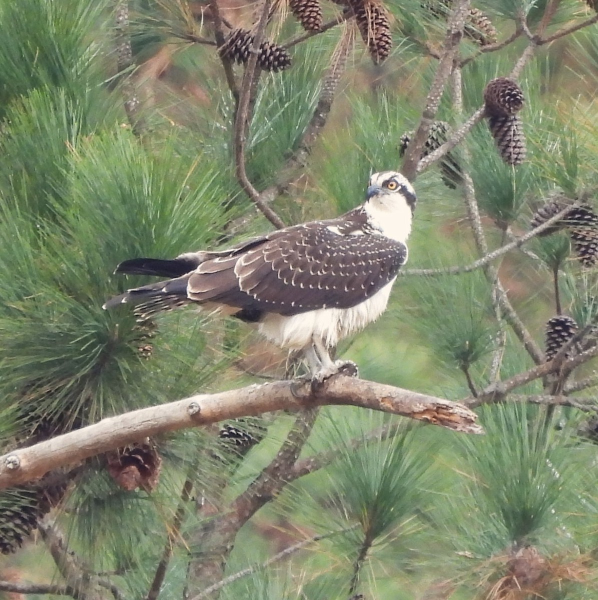 Osprey - Michelle Forte