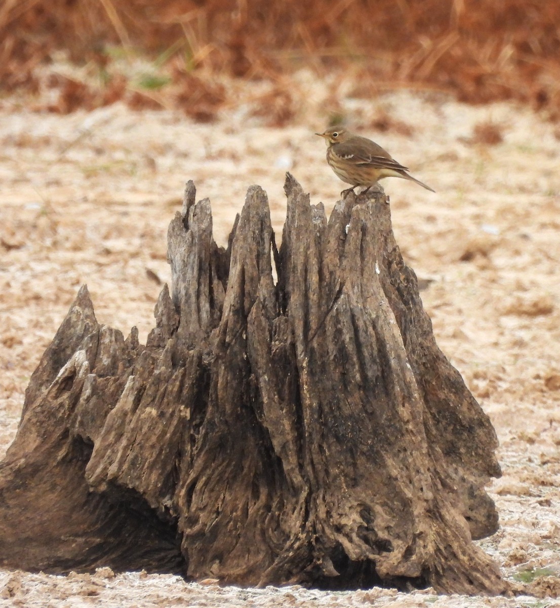 American Pipit - ML611164521