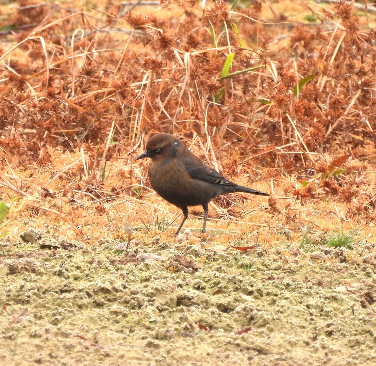 Rusty Blackbird - Michelle Forte