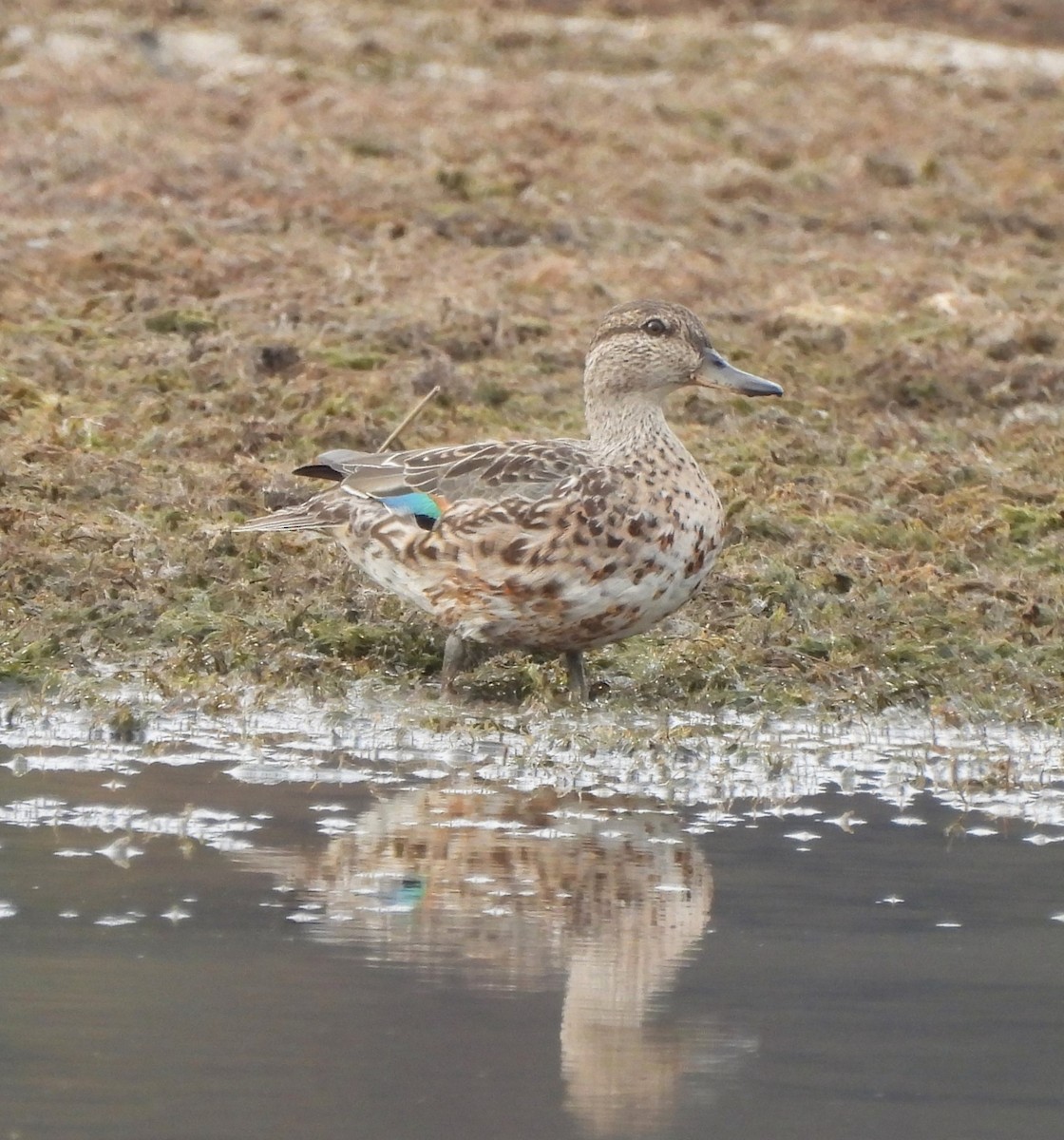 Green-winged Teal - Michelle Forte