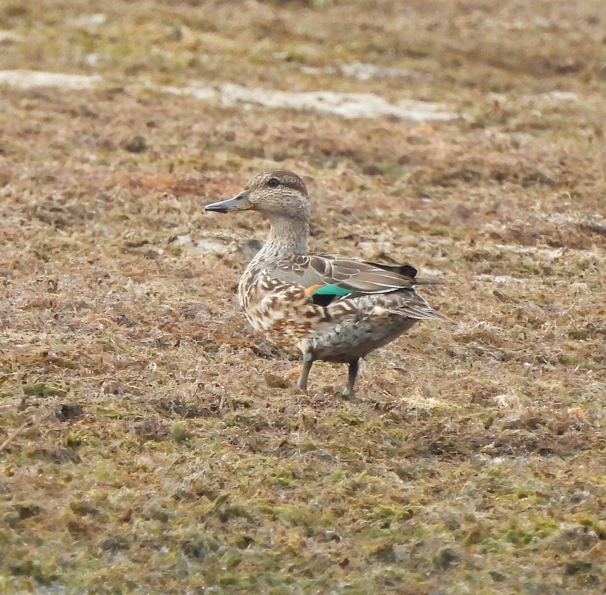 Green-winged Teal - Michelle Forte