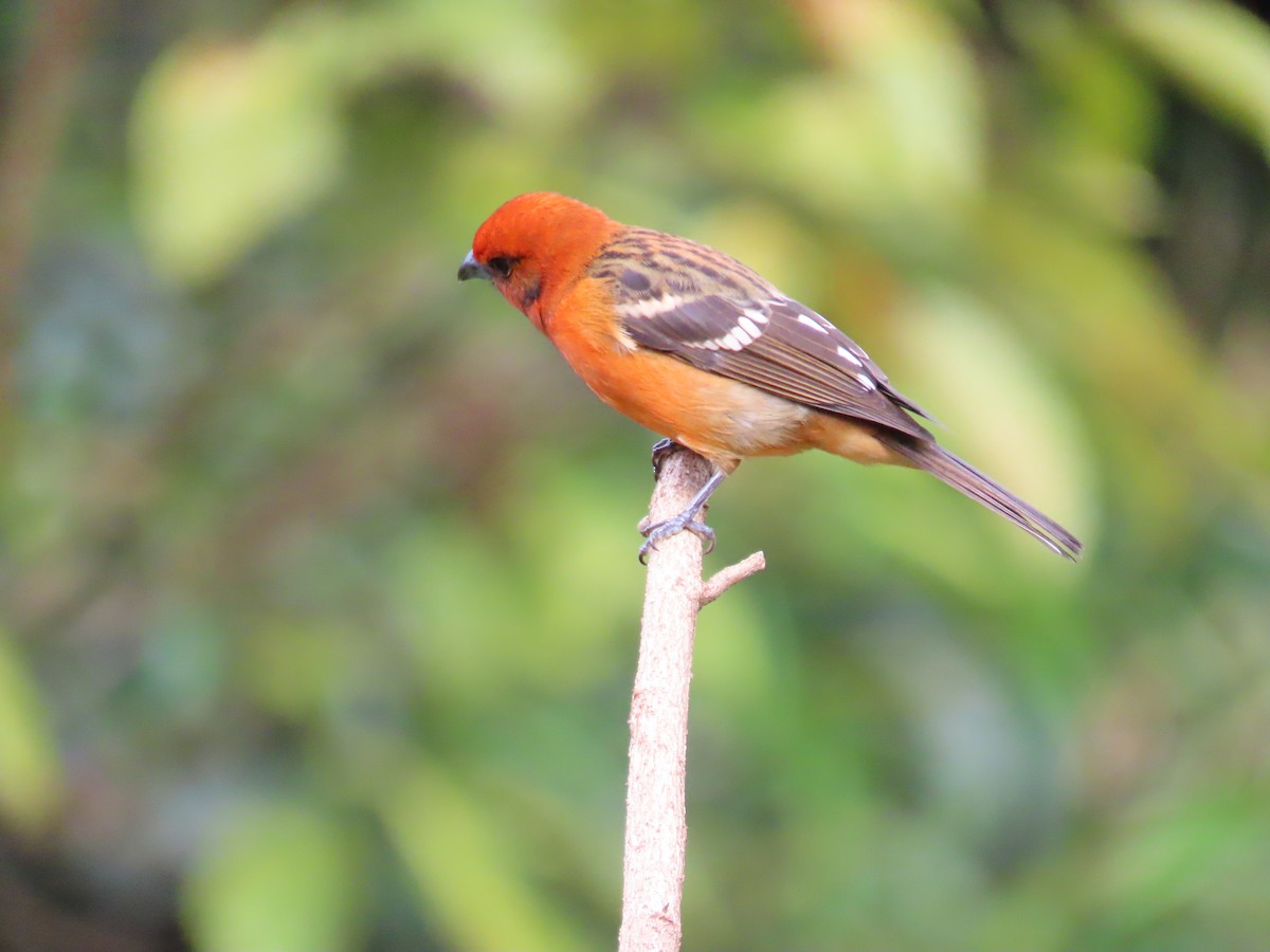 Flame-colored Tanager - ML611164574