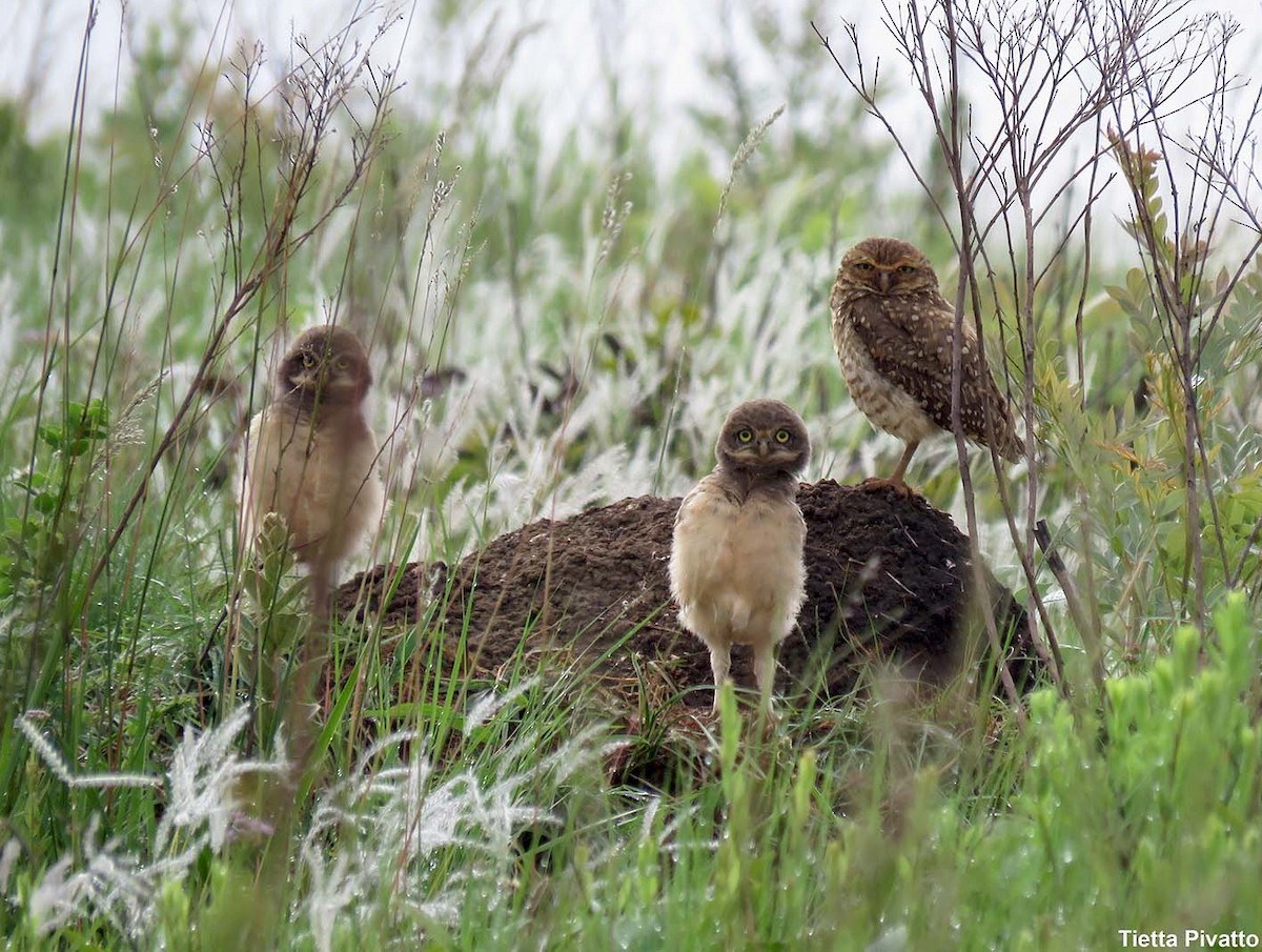 Burrowing Owl - ML611164580