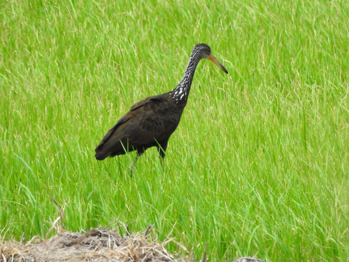 Limpkin - ML611164582